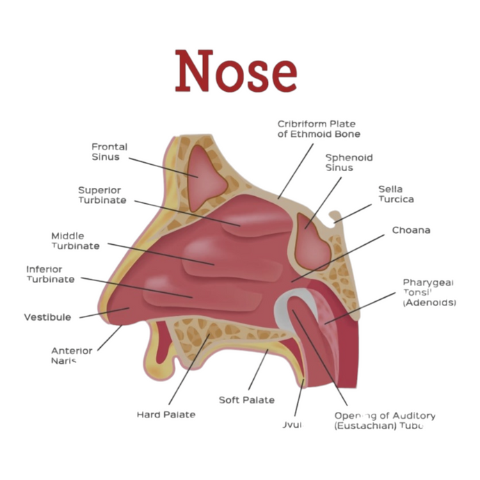 Nasal Hygiene Routine