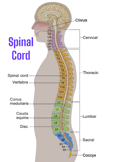 The importance of spinal flow exercises